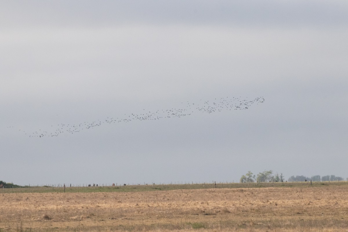 White-faced Ibis - ML503418761