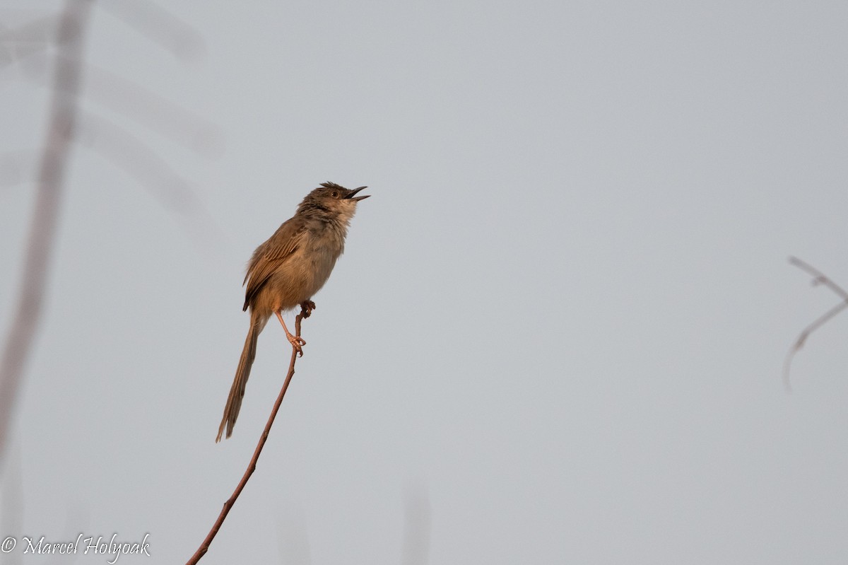 Burmese Prinia - ML503419771