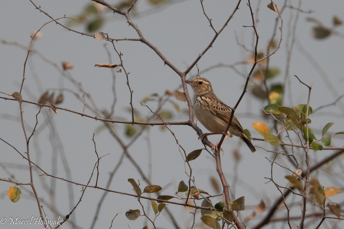 Burmese Bushlark - ML503419891