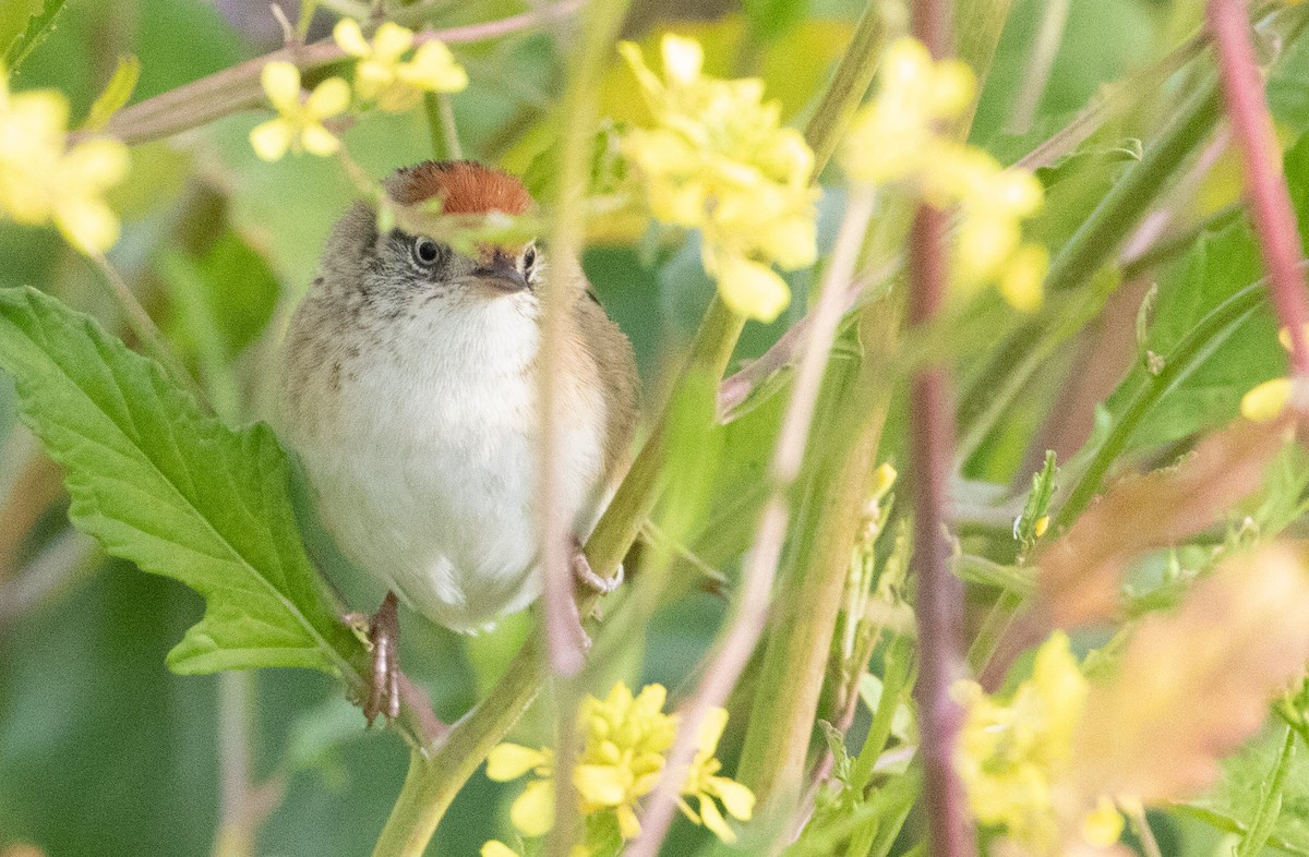 Bay-capped Wren-Spinetail - ML503419911