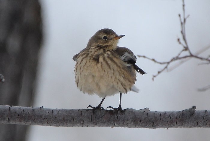 American Pipit - ML503420281