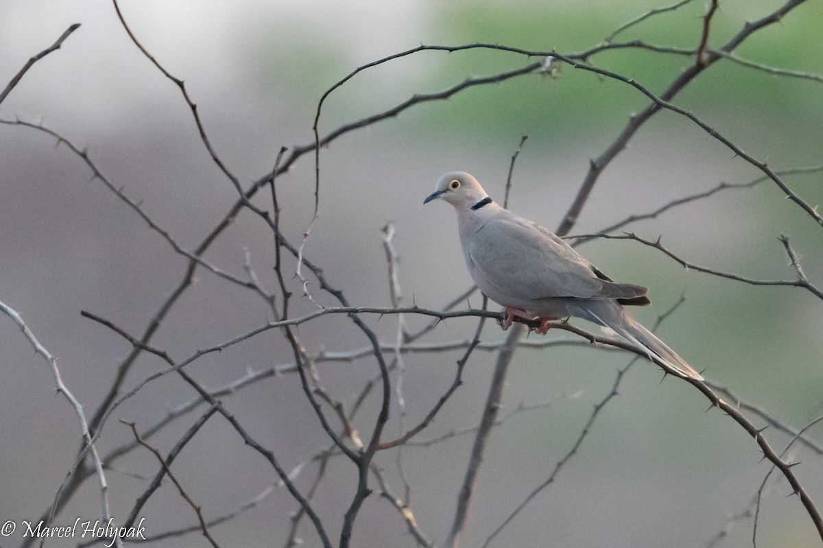 Burmese Collared-Dove - ML503420321