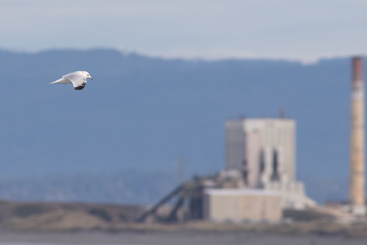 Ring-billed Gull - ML503420911