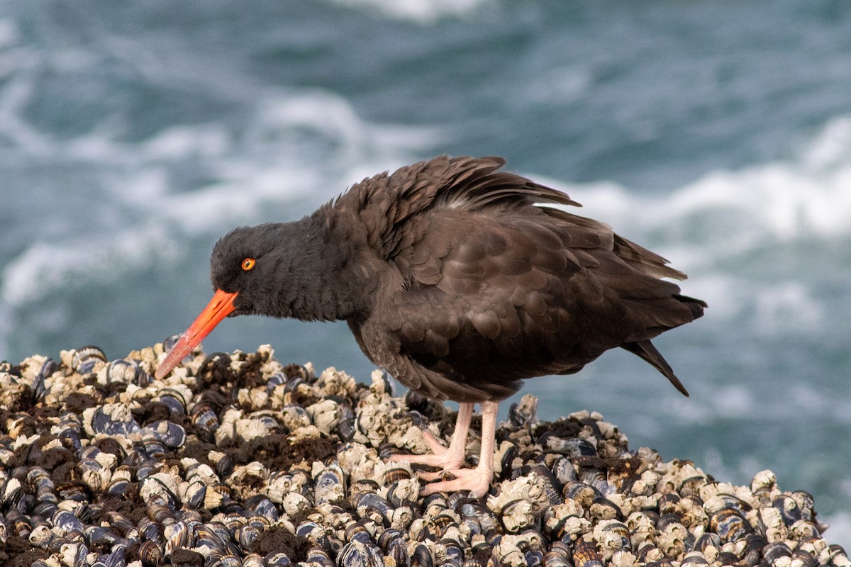 Black Oystercatcher - ML503421141