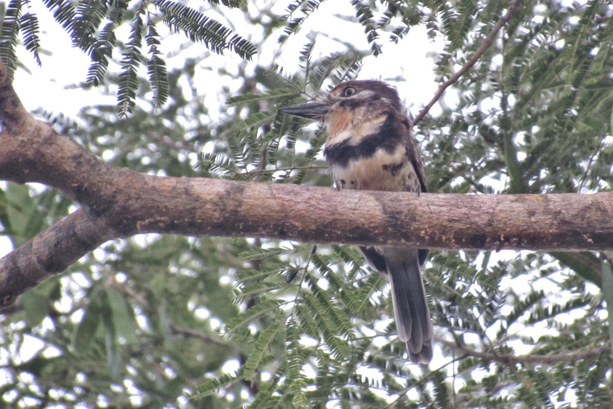 Russet-throated/Two-banded Puffbird - ML503421391