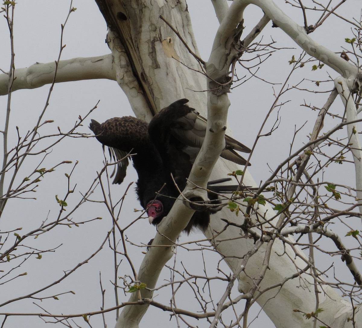 Turkey Vulture - ML50342321