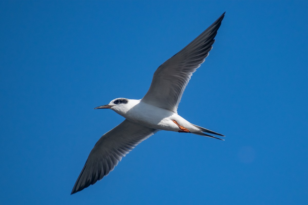 Forster's Tern - M Alyce Barker