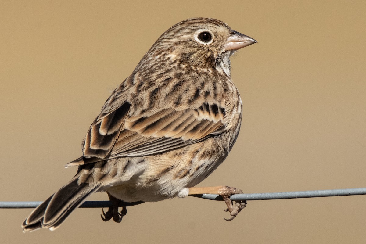 Vesper Sparrow - Dale Bargmann
