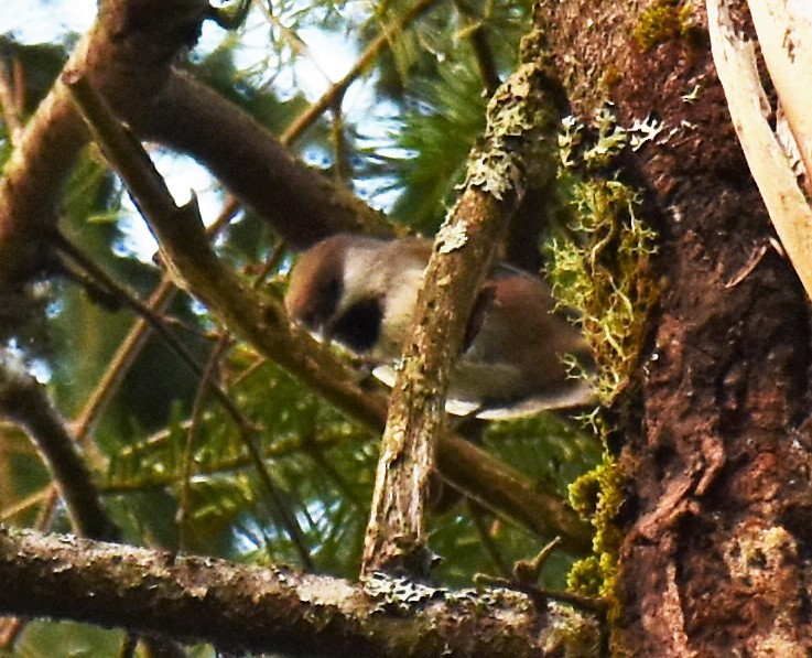 Mésange à tête brune - ML503425501