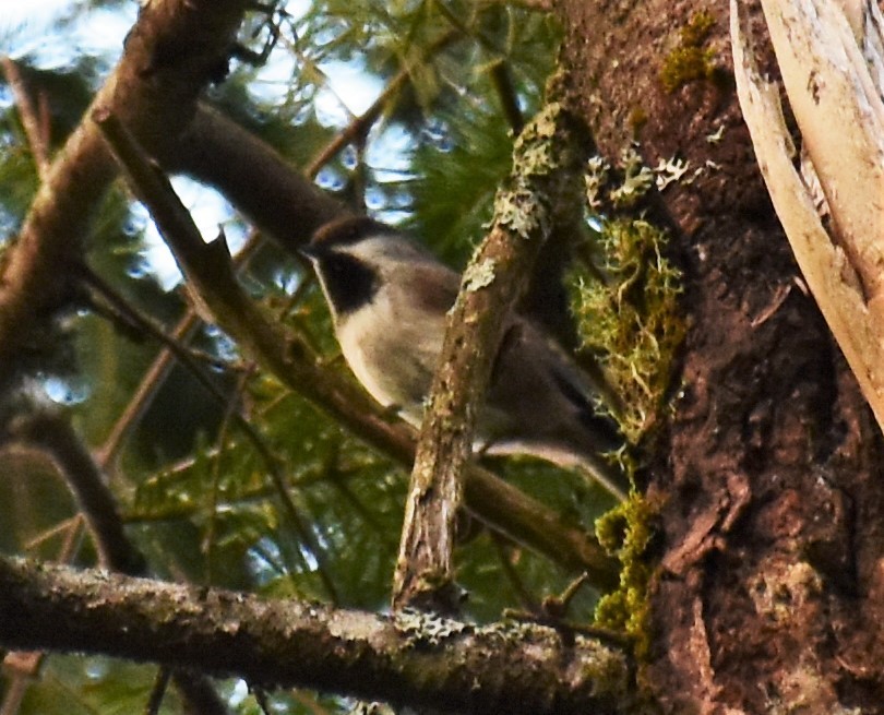 Boreal Chickadee - Zachary Peterson