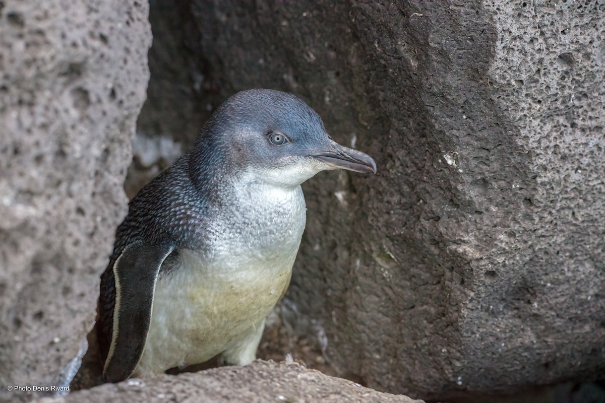 Малый пингвин - ML503425701