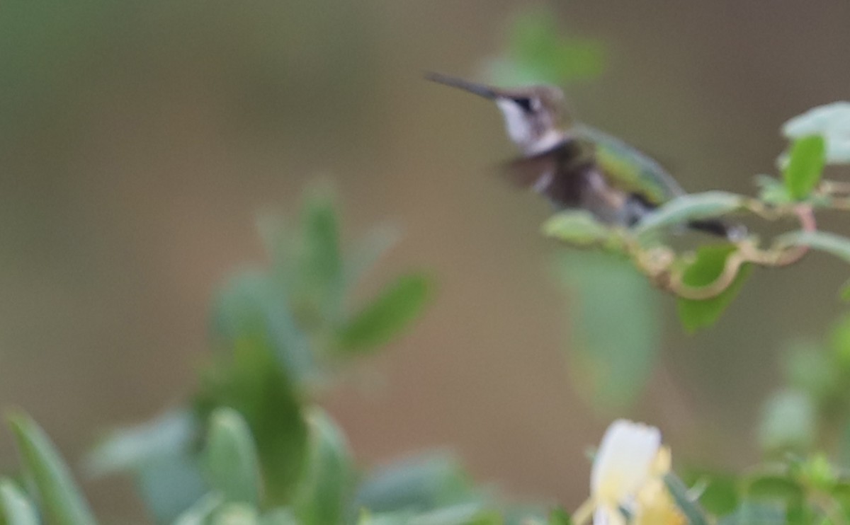 Colibrí Gorjirrubí/Gorjinegro - ML503427451