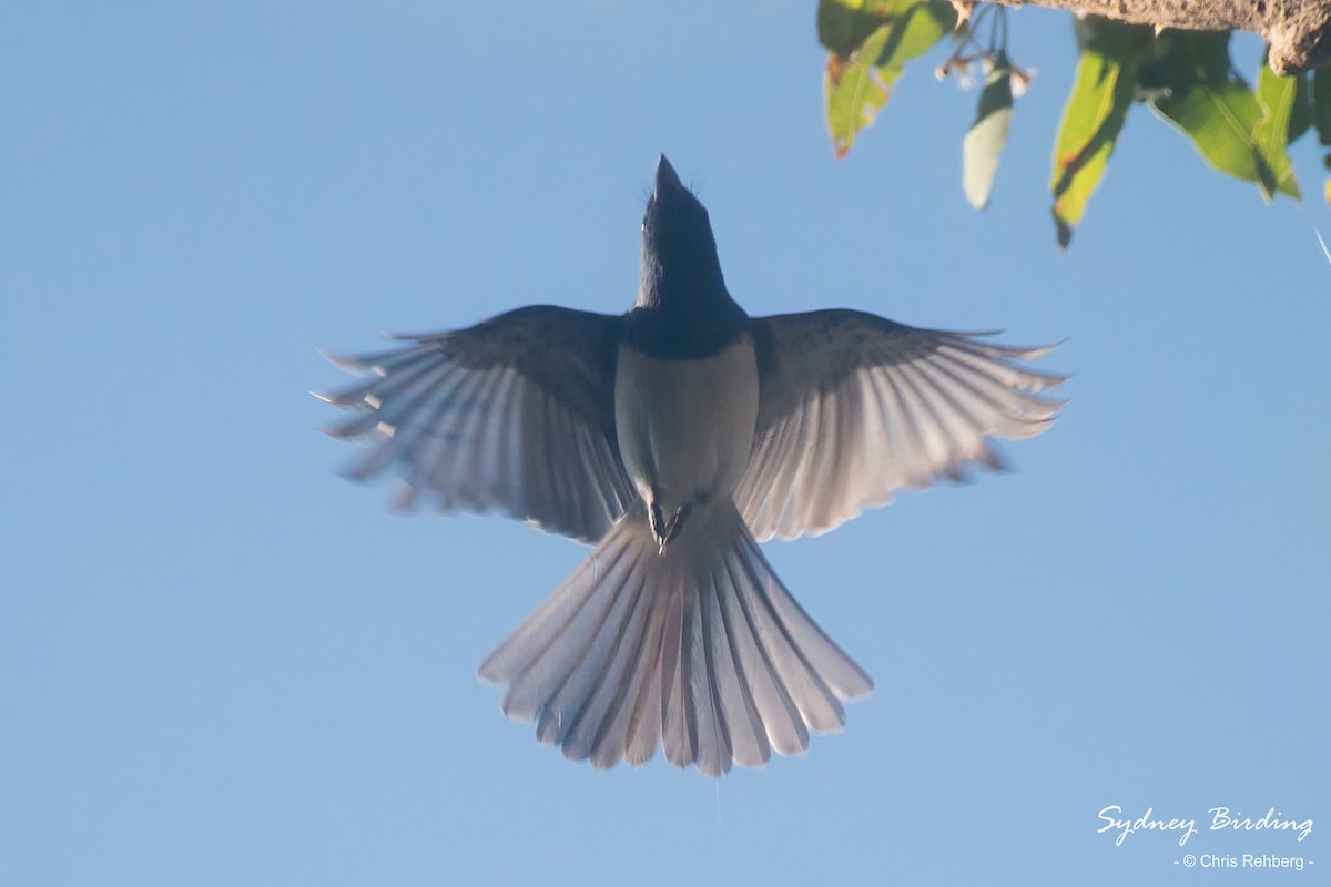 Leaden Flycatcher - Chris Rehberg  | Sydney Birding