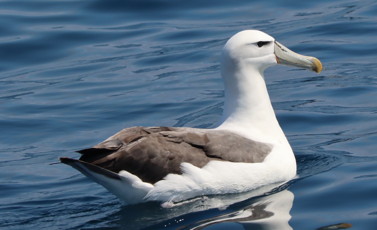 White-capped Albatross - ML503427611