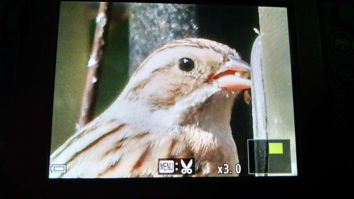 Clay-colored Sparrow - ML50342771