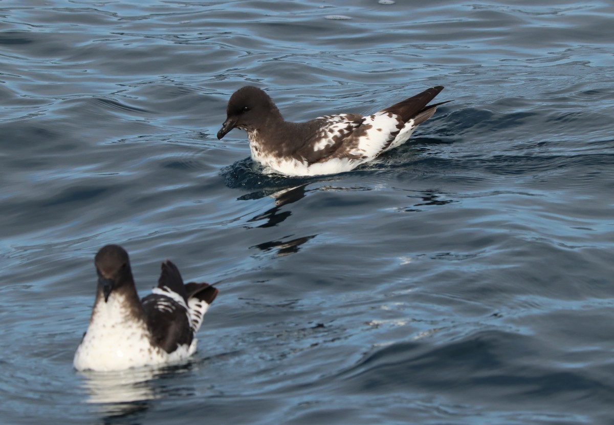 Cape Petrel - ML503427711