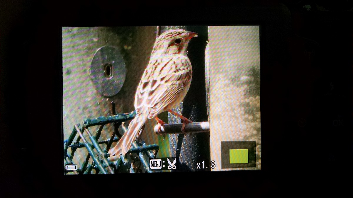 Clay-colored Sparrow - ML50342781