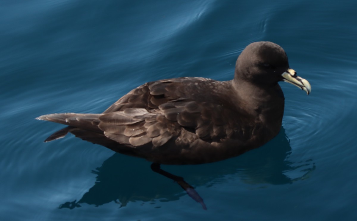 White-chinned Petrel - ML503427961