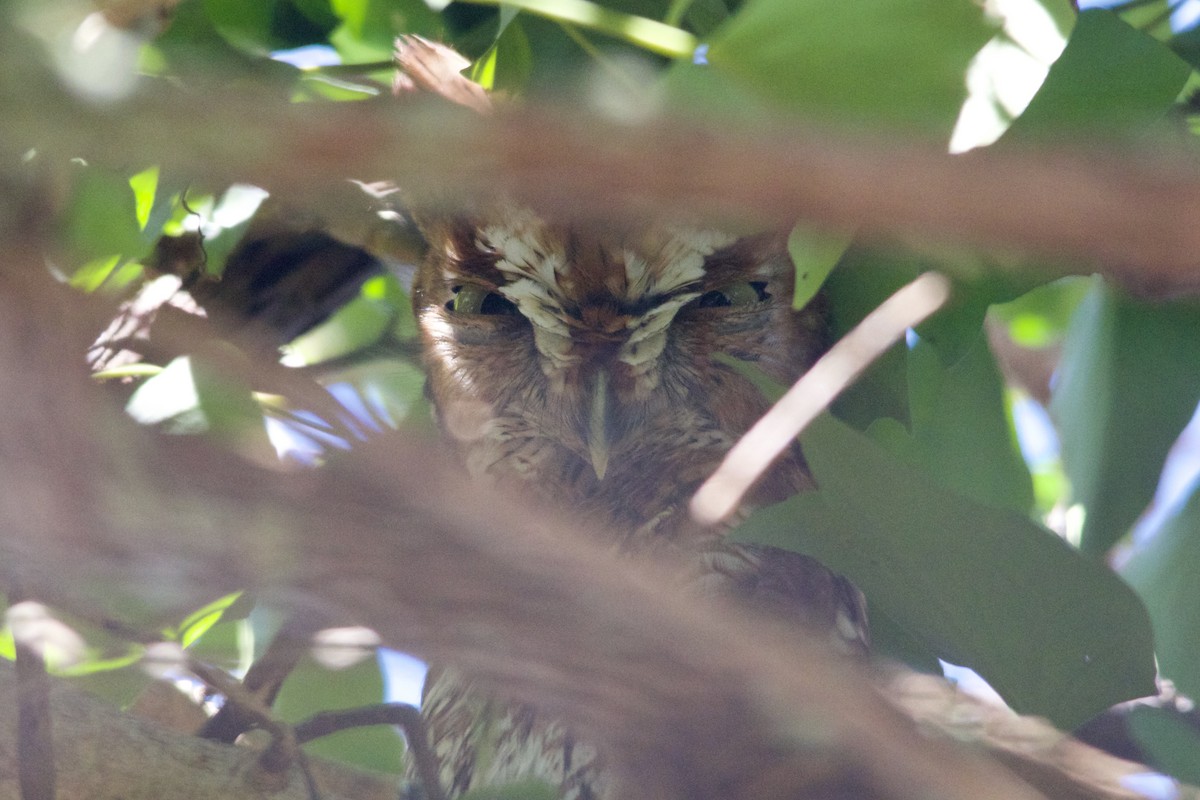 Eastern Screech-Owl - ML503428511
