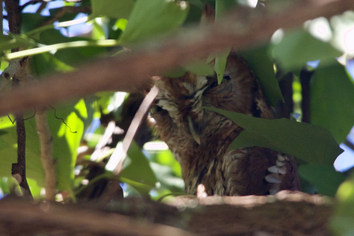 Eastern Screech-Owl - ML503428521