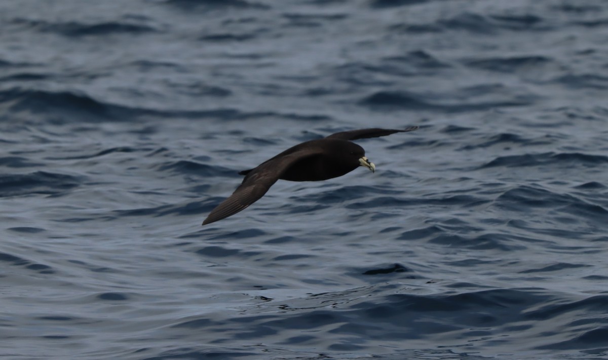 White-chinned Petrel - ML503429121