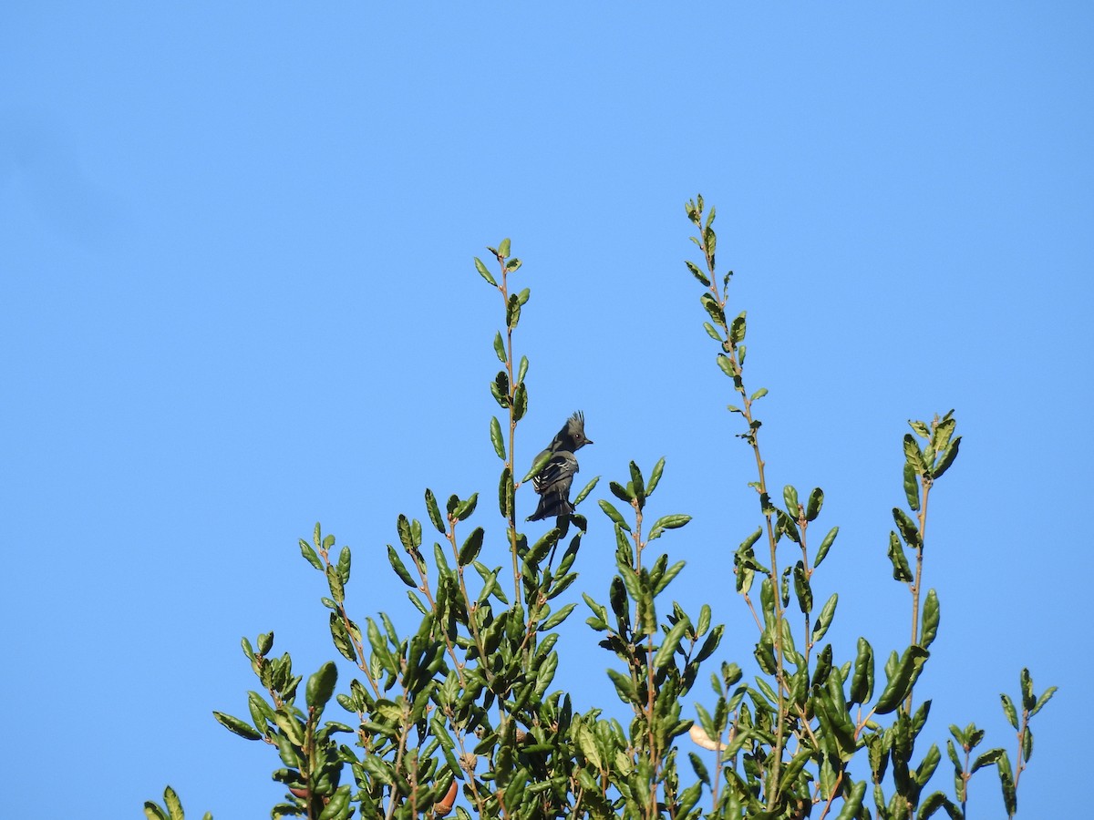 palmovník tmavý - ML503429521