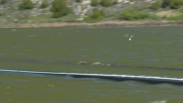 White-winged Tern - ML503430091