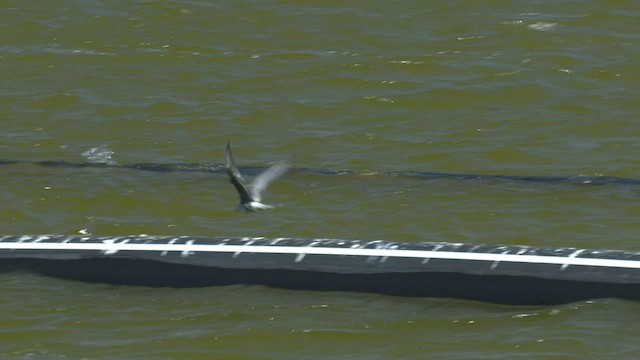 White-winged Tern - ML503430421