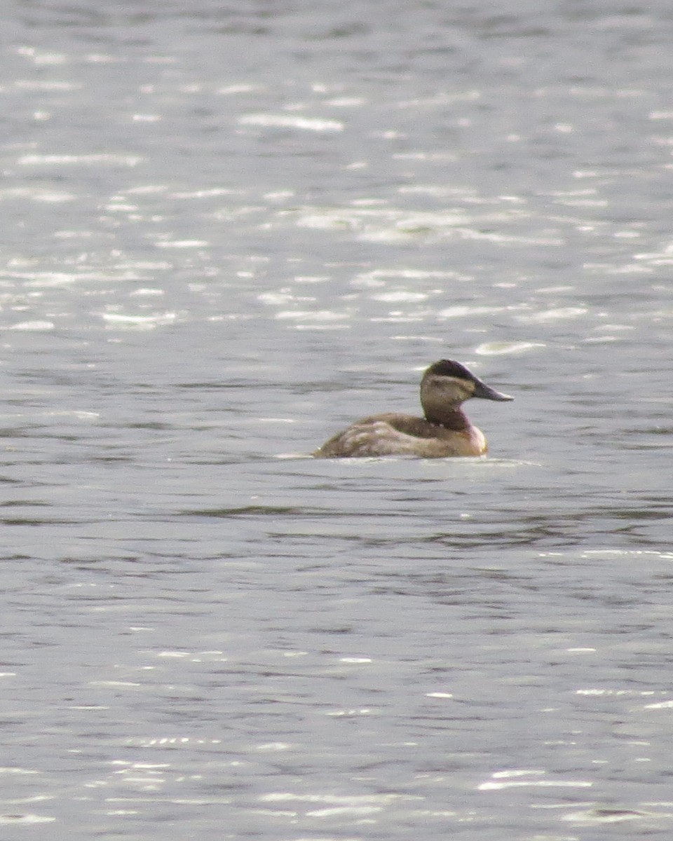 Ruddy Duck - ML503430801