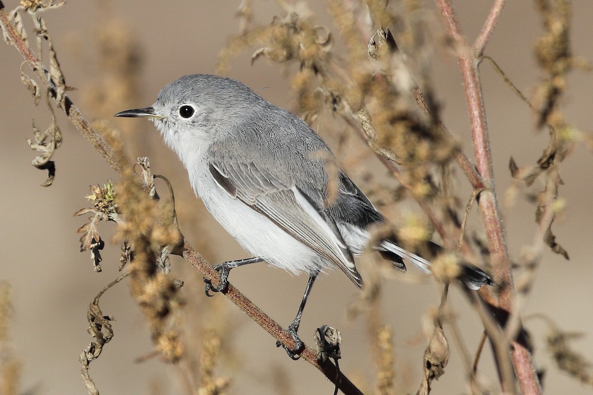 Gobemoucheron gris-bleu - ML503431371