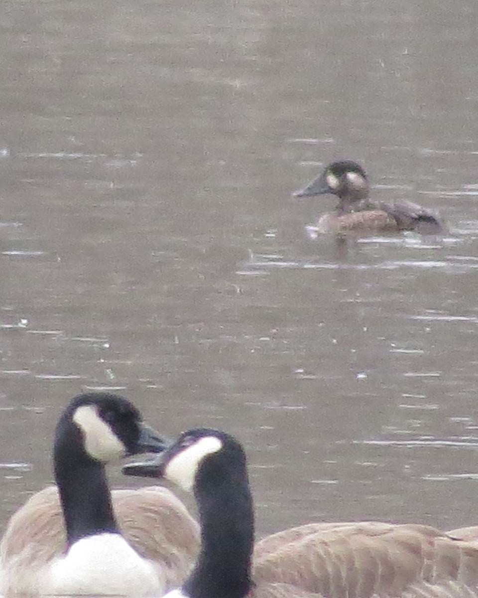 Surf Scoter - ML503431791