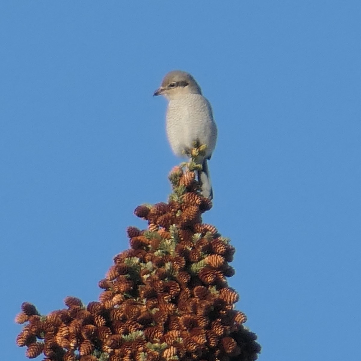 Northern Shrike - Randall M