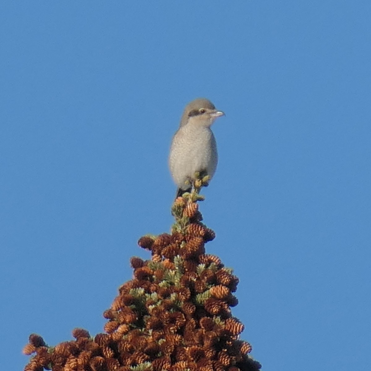 Alcaudón Boreal - ML503433281