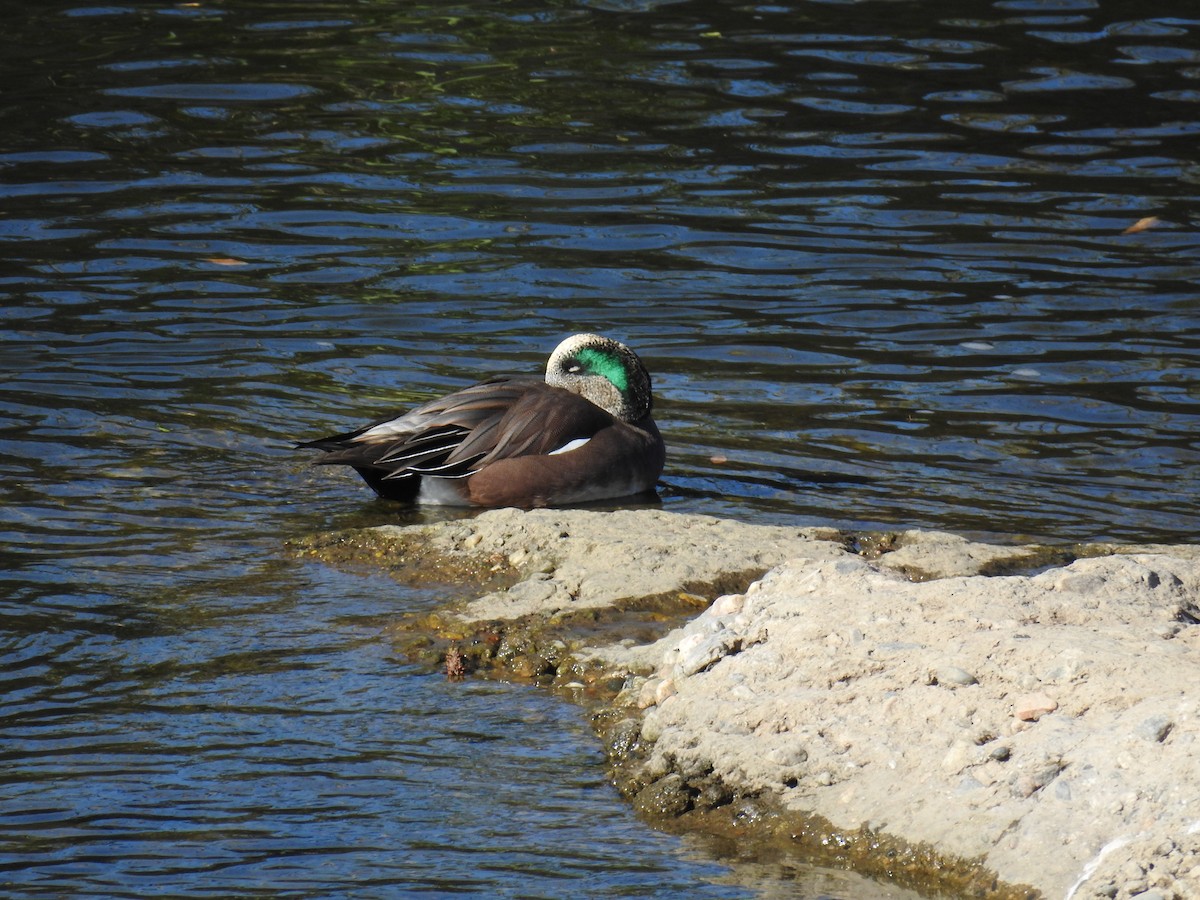 hvízdák americký - ML503433421