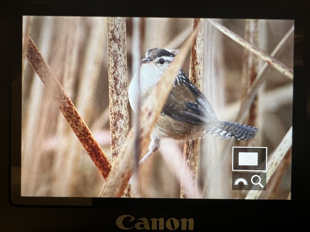 Marsh Wren - ML503435561