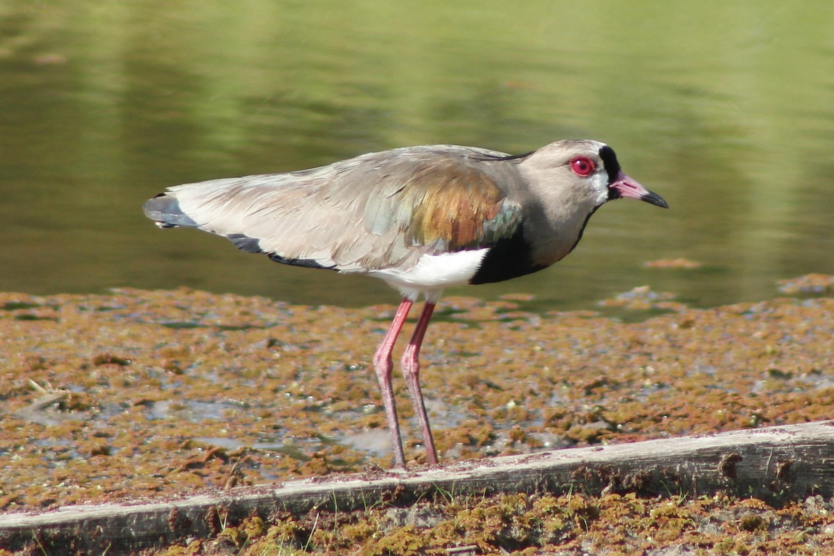 Southern Lapwing - ML50343591