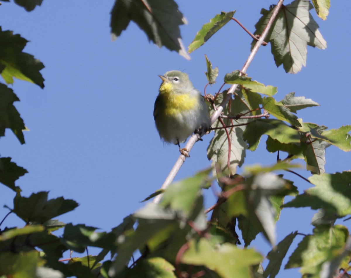 Northern Parula - Juli deGrummond