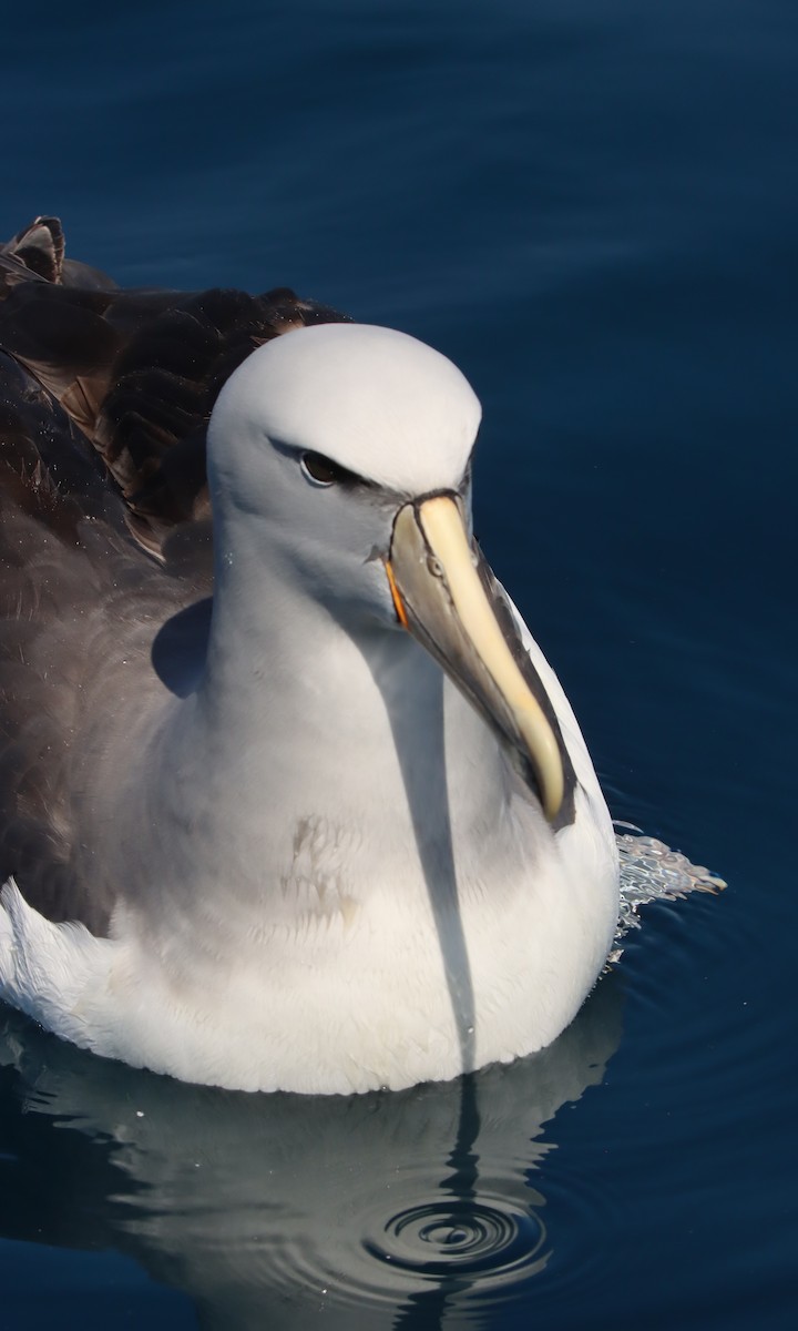 Salvin's Albatross - ML503436851