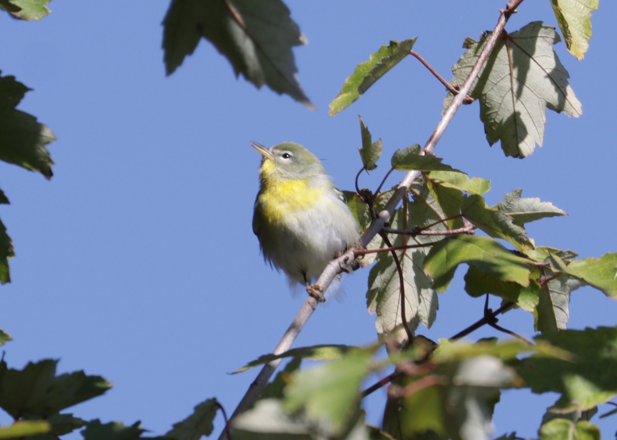 Northern Parula - Juli deGrummond