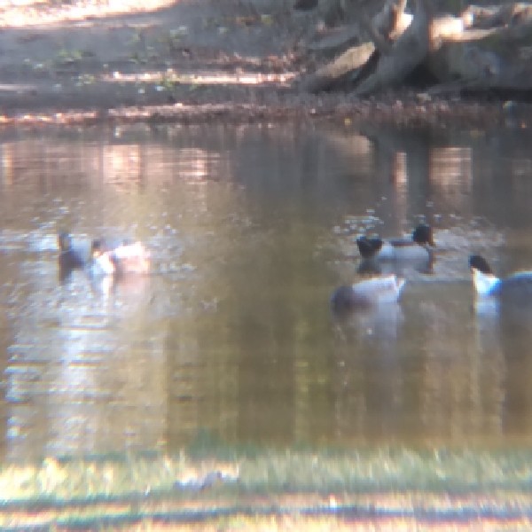 Canard colvert (forme domestique) - ML503437711