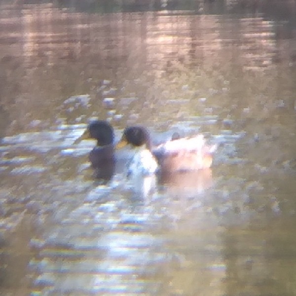 Canard colvert (forme domestique) - ML503437761