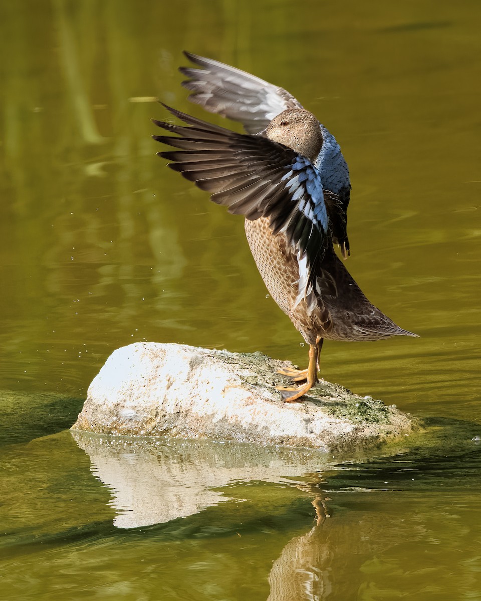 Blue-winged Teal - Kari Sasportas