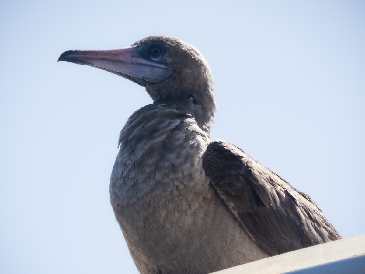 Fou à pieds rouges - ML503438691