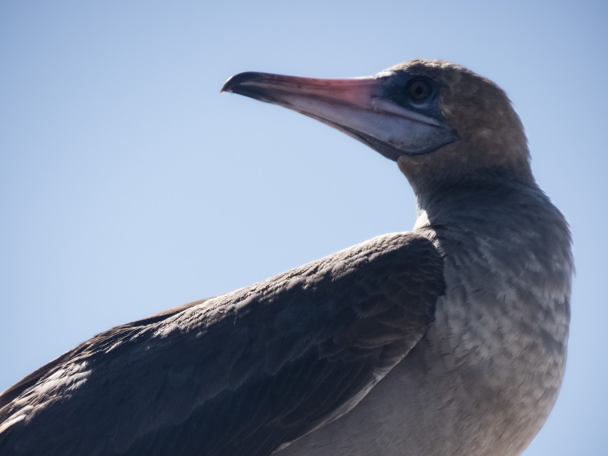 Red-footed Booby - ML503438701
