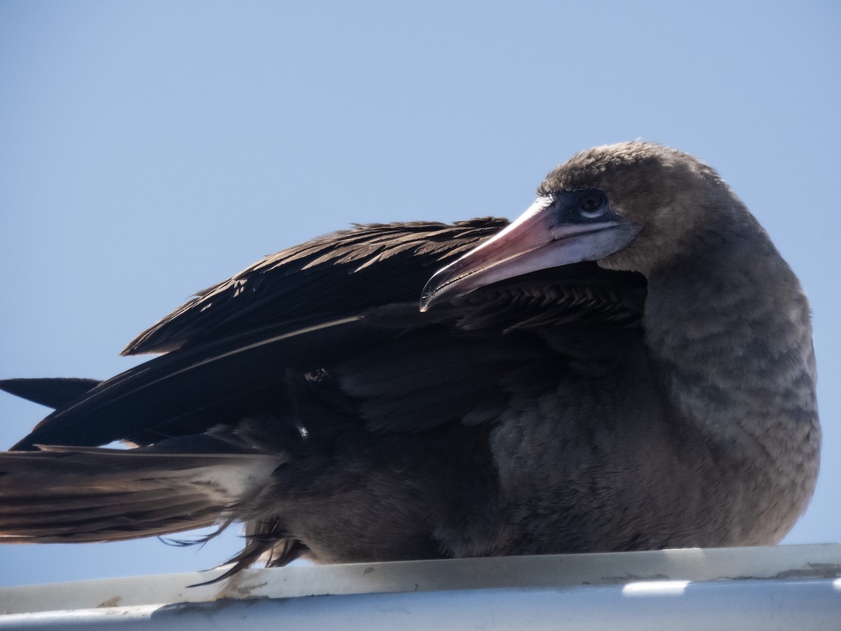 Red-footed Booby - ML503438711