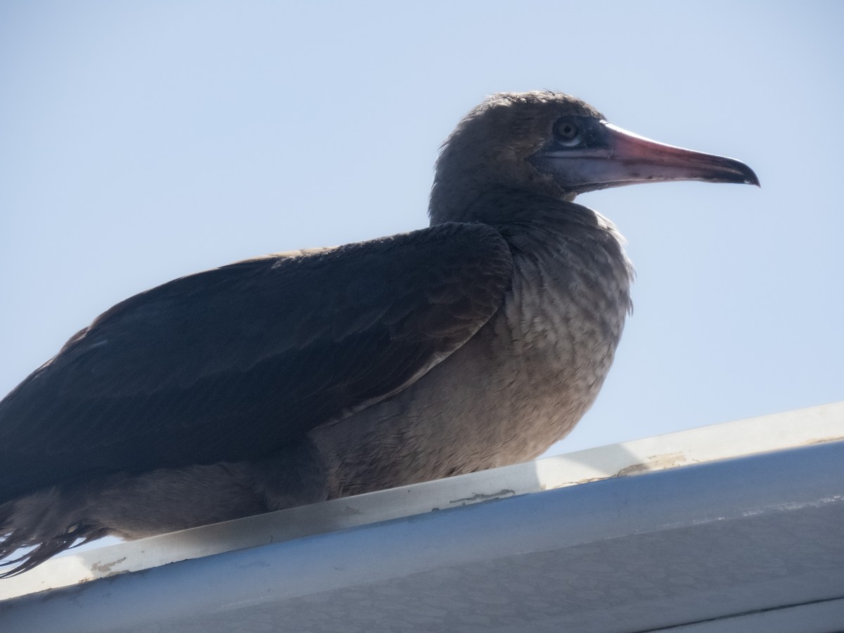 Red-footed Booby - ML503438721