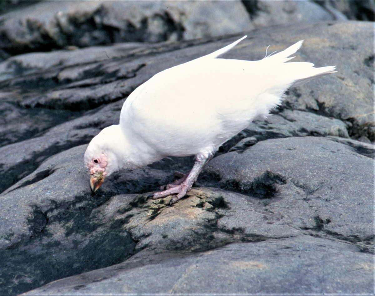 Snowy Sheathbill - ML503438921