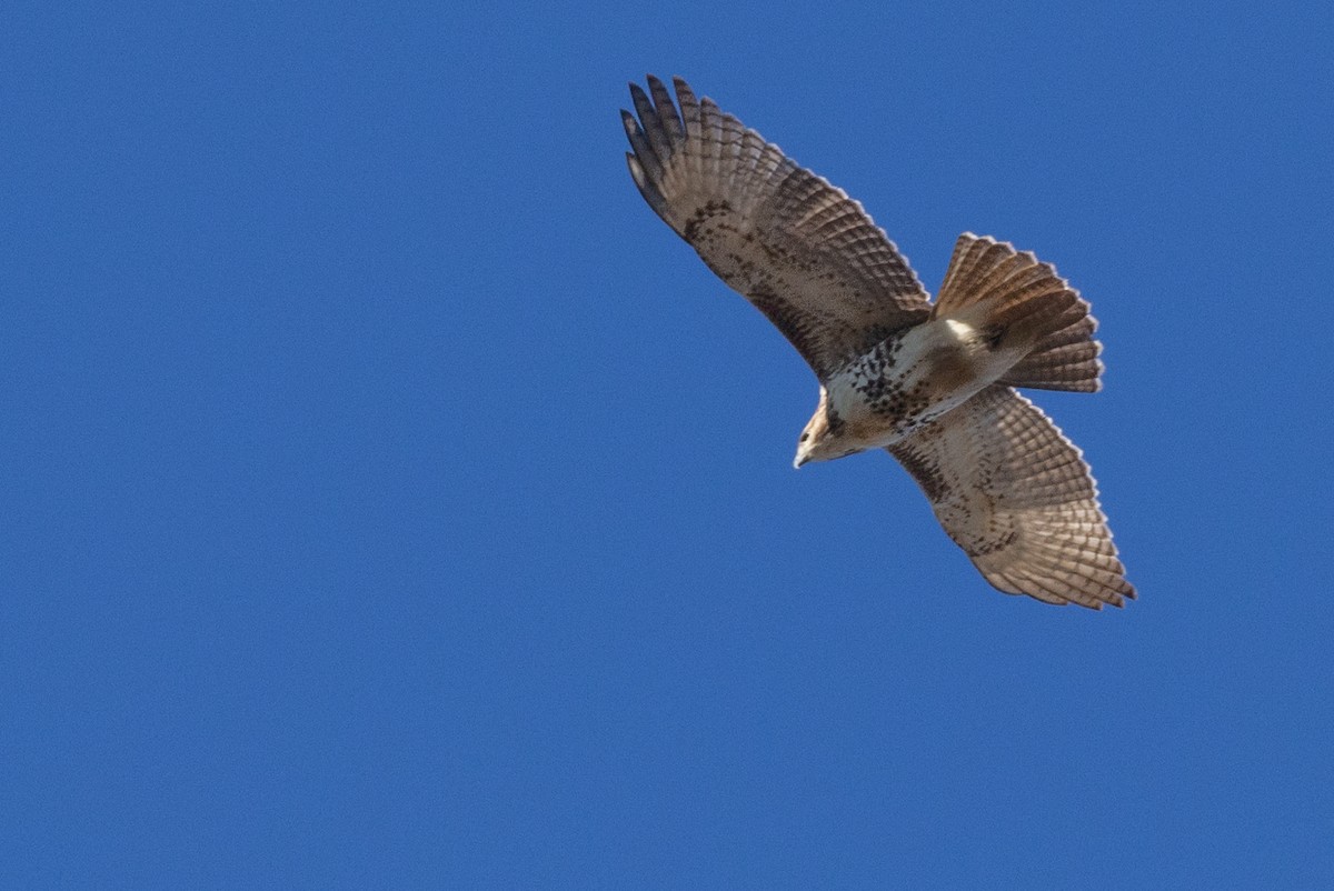Red-tailed Hawk - ML503439701