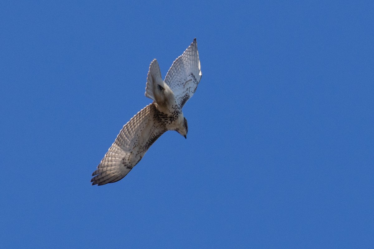 Red-tailed Hawk - ML503439711