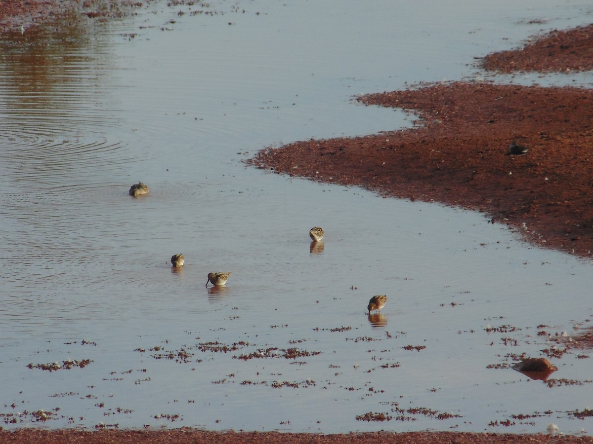 Common Snipe - ML503440271